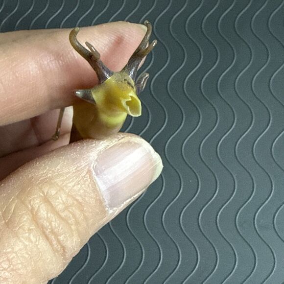 Vtg German Handblown Glass 4 Point Stag Figurine 2" Lot of 2 Amber Brown Bimini? - Picture 9 of 12